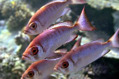    Mareste fotografia 

WeDive - Maldive 2017