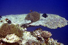    Mareste fotografia 

WeDive - Maldive 2017