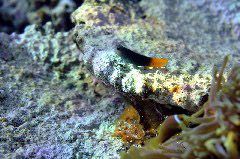    Mareste fotografia 

WeDive - Maldive 2017