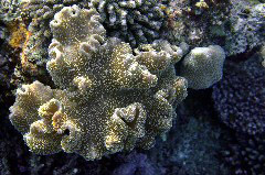    Mareste fotografia 

WeDive - Maldive 2017