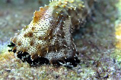    Mareste fotografia 

WeDive - Maldive 2017