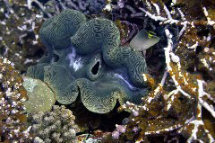    Mareste fotografia 

WeDive - Maldive 2017