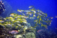    Mareste fotografia 

WeDive - Maldive 2017