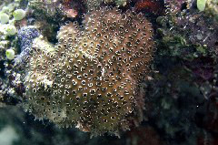    Mareste fotografia 

WeDive - Maldive 2017