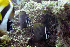    Mareste fotografia 

WeDive - Maldive 2017