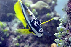    Mareste fotografia 

WeDive - Maldive 2017