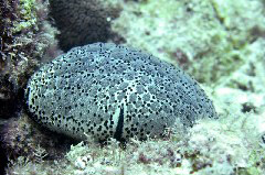    Mareste fotografia 

WeDive - Maldive 2017