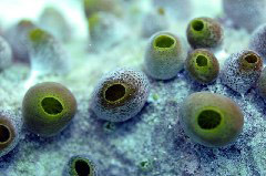    Mareste fotografia 

WeDive - Maldive 2017