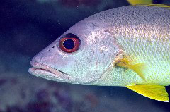    Mareste fotografia 

WeDive - Maldive 2017