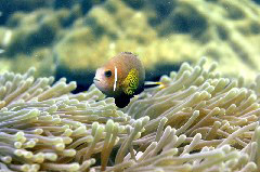    Mareste fotografia 

WeDive - Maldive 2017