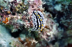    Mareste fotografia 

WeDive - Maldive 2017