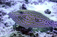    Mareste fotografia 

WeDive - Maldive 2017