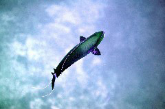    Mareste fotografia 

WeDive - Maldive 2017