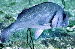    Mareste fotografia 

WeDive - Maldive 2017