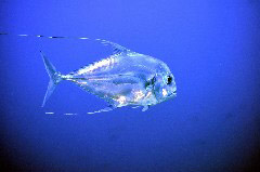    Mareste fotografia 

WeDive - Maldive 2017