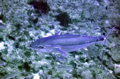    Mareste fotografia 

WeDive - Maldive 2017