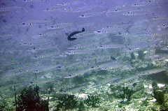    Mareste fotografia 

WeDive - Maldive 2017