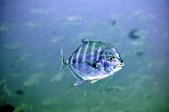    Mareste fotografia 

WeDive - Maldive 2017