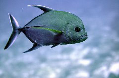    Mareste fotografia 

WeDive - Maldive 2017