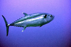    Mareste fotografia 

WeDive - Maldive 2017