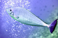    Mareste fotografia 

WeDive - Maldive 2017