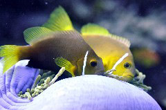    Mareste fotografia 

WeDive - Maldive 2017