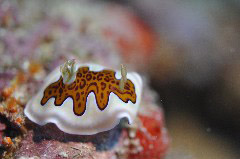    Mareste fotografia 

WeDive - Maldive 2017