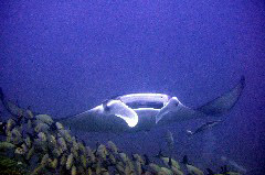    Mareste fotografia 

WeDive - Maldive 2017