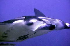    Mareste fotografia 

WeDive - Maldive 2017