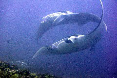    Mareste fotografia 

WeDive - Maldive 2017