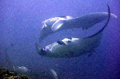    Mareste fotografia 

WeDive - Maldive 2017