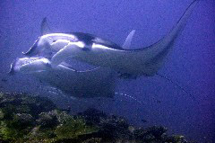    Mareste fotografia 

WeDive - Maldive 2017