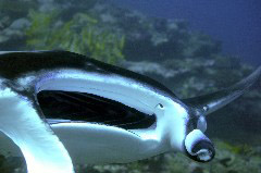    Mareste fotografia 

WeDive - Maldive 2017