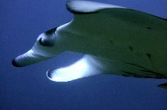    Mareste fotografia 

WeDive - Maldive 2017