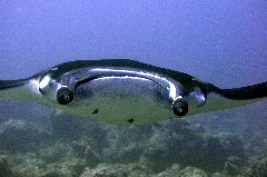    Mareste fotografia 

WeDive - Maldive 2017