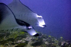    Mareste fotografia 

WeDive - Maldive 2017