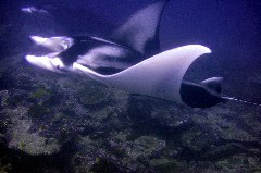    Mareste fotografia 

WeDive - Maldive 2017