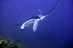    Mareste fotografia 

WeDive - Maldive 2017