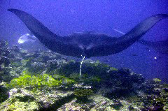    Mareste fotografia 

WeDive - Maldive 2017