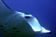    Mareste fotografia 

WeDive - Maldive 2017