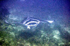    Mareste fotografia 

WeDive - Maldive 2017