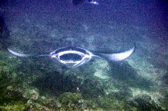    Mareste fotografia 

WeDive - Maldive 2017