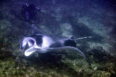    Mareste fotografia 

WeDive - Maldive 2017