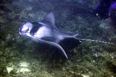    Mareste fotografia 

WeDive - Maldive 2017