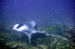    Mareste fotografia 

WeDive - Maldive 2017