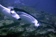    Mareste fotografia 

WeDive - Maldive 2017