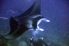    Mareste fotografia 

WeDive - Maldive 2017