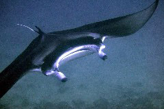    Mareste fotografia 

WeDive - Maldive 2017