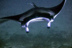    Mareste fotografia 

WeDive - Maldive 2017