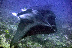    Mareste fotografia 

WeDive - Maldive 2017